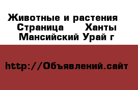  Животные и растения - Страница 17 . Ханты-Мансийский,Урай г.